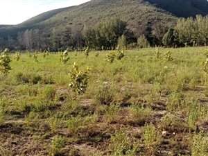 212 ha Farm in Joubertina