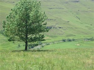 2000 m² Land available in Underberg