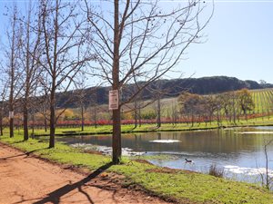 23 ha Farm in Stellenbosch Agricultural