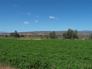 20 ha Farm in Oudtshoorn