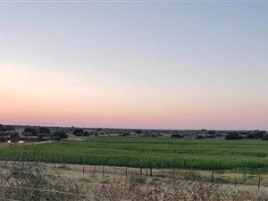 3920 ha Farm in Danielskuil