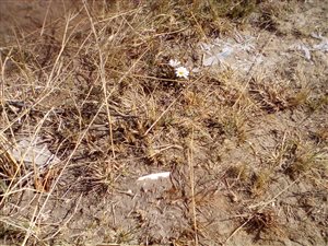 1.2 ha Land available in Austin View