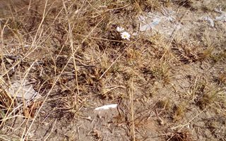 1.2 ha Land available in Austin View