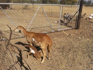 8.5 ha Smallholding in Grootvlei AH