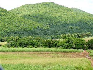 240 ha Farm in Malelane