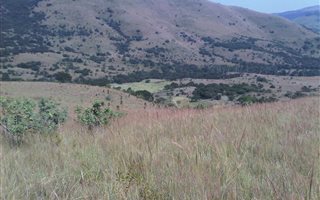 151 ha Farm with House in Waterval Boven