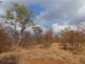 793 ha Land available in Gravelotte