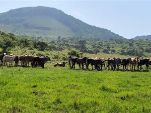 1780 ha Farm in Dannhauser