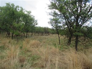 1 ha Land available in Leeuwfontein Estate