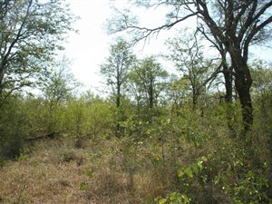 129 ha Farm in Phalaborwa