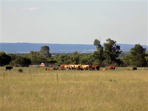 328 ha Farm in Koster