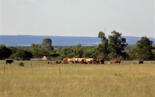 328 ha Farm in Koster