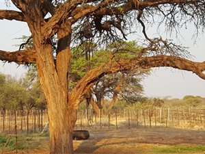 8.3 ha Farm in Zeerust