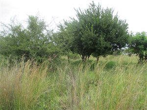 1 ha Land available in Leeuwfontein