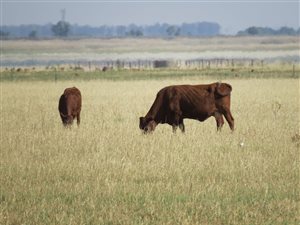 738 ha Farm in Delareyville