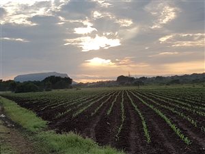 250 ha Farm in Modimole (Nylstroom)
