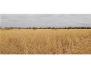 1500 ha Farm in Bela-Bela (Warmbaths)