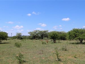109.3 ha Farm in Modimole (Nylstroom)