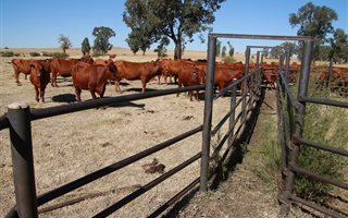 1275 ha Farm in Winburg