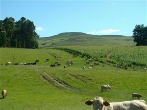 892.9 ha Farm in Underberg