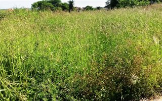 1775 m² Land available in Sterpark