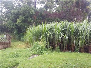 1130 m² Land available in Margate