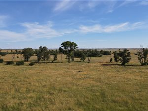 204 ha Farm in Brandfort