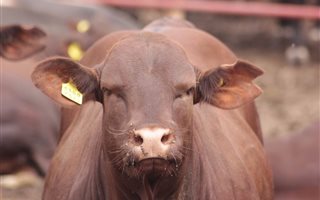 50 ha Farm in Upington