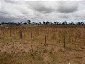 2.5 ha Farm in Vredenburg