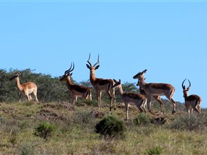 1804 m² Land available in Hartenbos