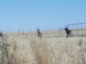 Farm in Sasolburg
