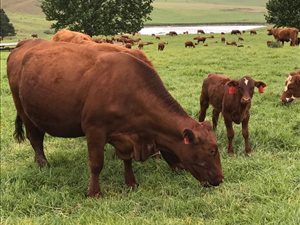 153 ha Farm in Mooi River