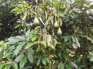 43.3 ha Farm in Tzaneen