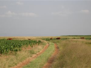 399 ha Farm in Bethlehem