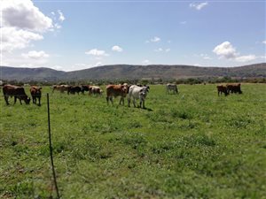 8 ha Smallholding in Kameeldrift West