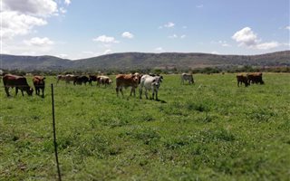 8 ha Smallholding in Kameeldrift West