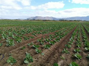13 ha Land available in Schaap Kraal