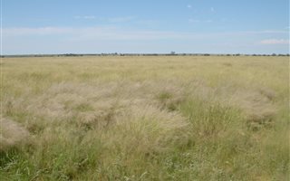 838 ha Land available in Boshof