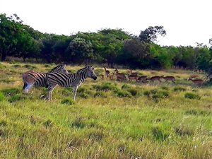 20 ha Land available in Hluhluwe