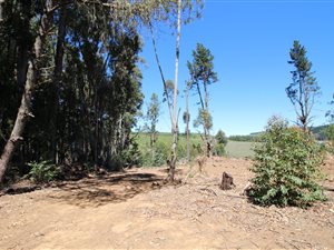 4.5 ha Land available in Hogsback