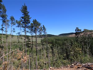 4.5 ha Land available in Hogsback