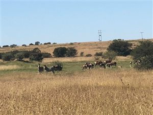 380 ha Farm in Kroonstad