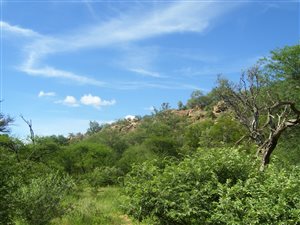 1200 ha Farm in Lephalale (Ellisras)