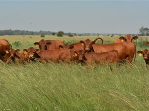 517 ha Farm in Vyfhoek