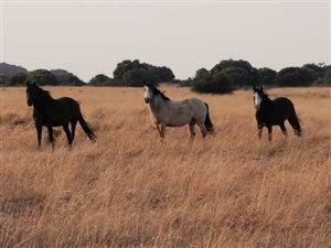 1375 ha Farm in Brandfort