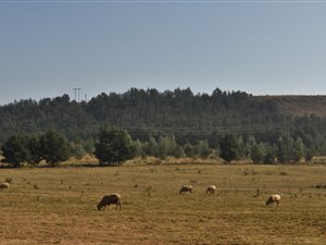 45.4 ha Land available in Walkerville
