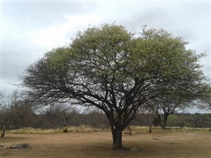 7 ha Farm in Lephalale (Ellisras)