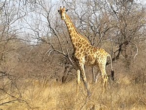 7 ha Farm in Lephalale (Ellisras)