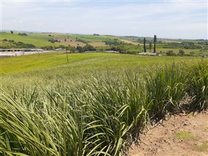 8 ha Farm in Tongaat Central