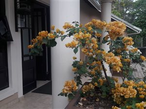 4 Bed Townhouse in Grayleigh